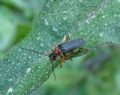 Cantharis baudii